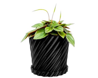 Wave Twist plant pot water basin, pot with drainage basin, indoor plant pot, plant gift, flower pot planter, minimalist sleek stylish design