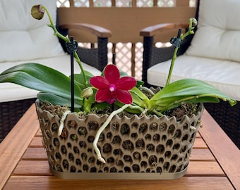 Orchid Trough Pot, Long Orchid Pot, Multi Orchid Pot, Multiorchid Planter, Mesh Orchid Pot,  Orchid Pot with Holes, Modern Orchid Pot Gift