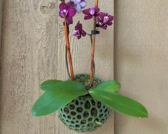 Comment prendre soin d'une orchidée dans un pot Comment prendre soin d'une orchidée dans un pot