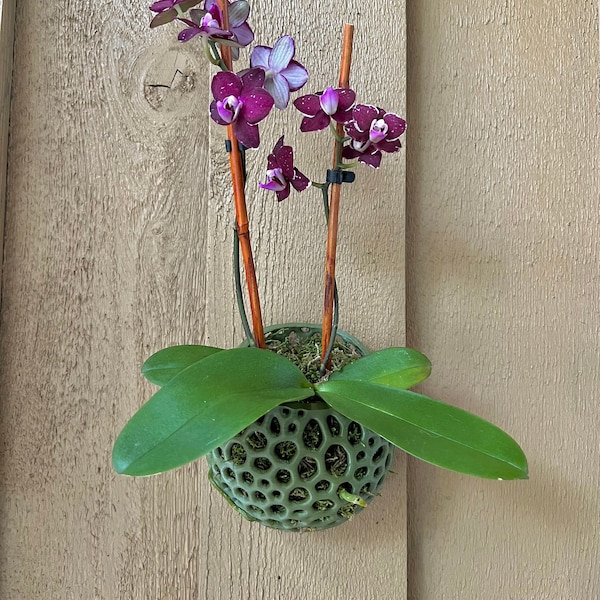 Orchid Pot Mesh Wall Orb Pot Orchid Pot Airplant Pot Wall Pot Hanging Pot Orchid Planter How To Care For An Orchid In A Pot