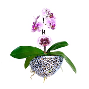 Orchid Pot Wall Art | Mesh Wall Cone with Holes | Perfect Planter for Orchids Airplants | Wall Mounted Orchid Pot, Hanging Orchid Pot