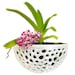 see more listings in the Pots d'orchidées section