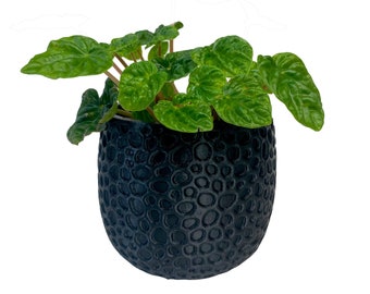 Pot en maille solide, cache-pot, pot moderne et élégant, jardinage d'intérieur, cadeau de plante, pot léger, pot rond