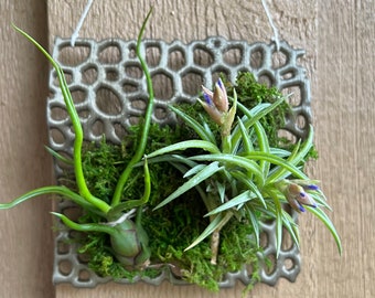 Orchid Mount Orchid Pot Orchid Structure AirPlant Mount Display Mini Orchid Mount Fern Mount