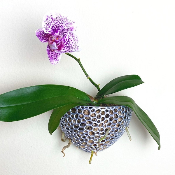 Orchid Pot | Mesh Wall Cone with Holes | Perfect Planter for Orchids and Airplants