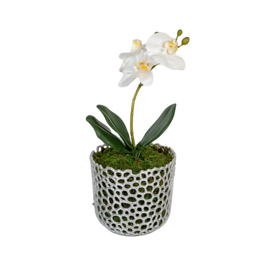 Pots d'orchidées en plastique transparent avec trous Pot de fleur