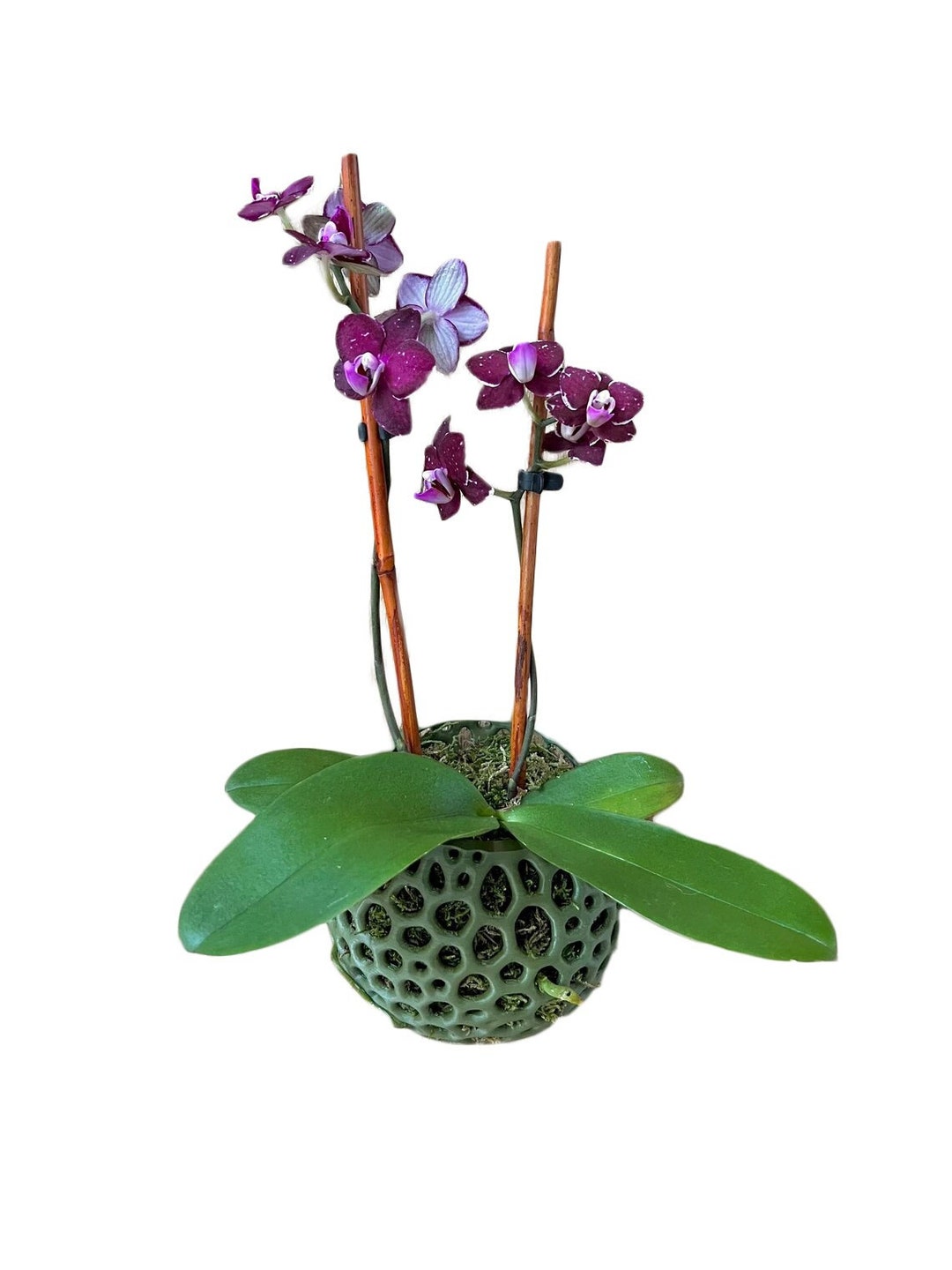 Orb Orchid Pot, Wall Mounted Orchid Pot, Hanging Orchid Pot