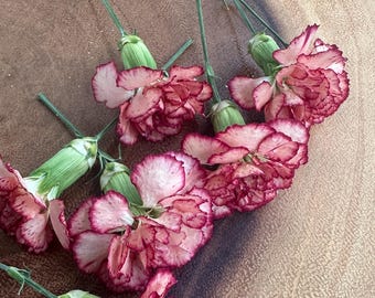 10 Dried ivory-red mini Carnation Flowers, Natural Dried Flowers for Crafts and Floral Design