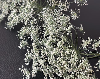 Dried Queen Anne's Lace (Wild Carrot) – Natural Botanical Stem for Hair Accessories, Bouquets & Crafts, Hair Pins