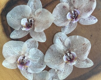 5 Dried Orchids, Natural Dried Flowers for Crafts and Floral Design