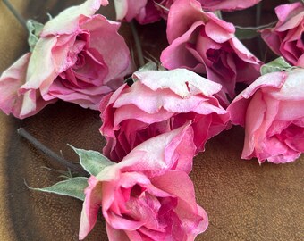 10 Dried Pink Tea Roses