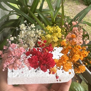 K&ouml;nnte beinhalten: Sechs kleine Str&auml;u&szlig;e getrockneter Blumen in verschiedenen Farben, darunter Wei&szlig;, Gelb, Rosa, Rot und Orange, in einer wei&szlig;en Schaumstoffbasis angeordnet.