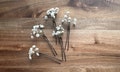 Babys Breath Flowers, Gypsophila Hair Pins, dried flowers