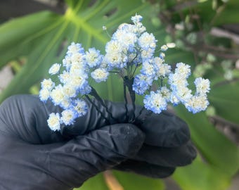White Blue Babys Breath Flowers, Gypsophila Hair Pins, dried flowers