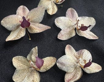 5 mini Dried Orchids, Natural Dried Flowers for Crafts and Floral Design