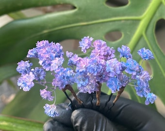 Blue Lilac/Purple Babies Breath Flowers, Gypsophila Hair Pins, dried flowers