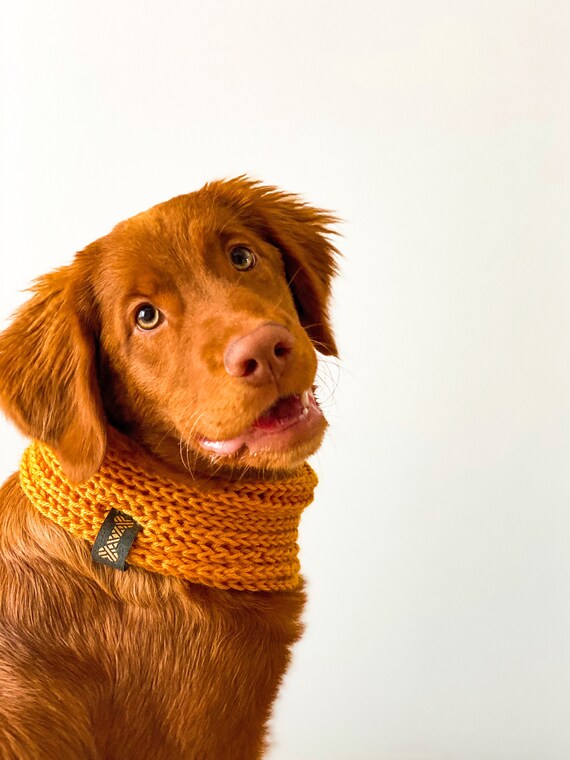 dog infinity scarf