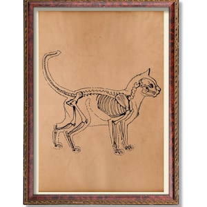 Cat Anatomy Print – Vintage Veterinary Illustration – Feline Anatomy Wall Art – Medical Animal Poster –  Vet Student Gift