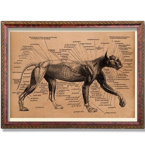 Feline Anatomy Print – Vintage Cat Physiology Poster – Veterinary Cat Illustration – Gothic Vet Decor – Anatomical Cat Wall Art