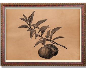 Orange Botanical Wall Decor – Rustic Citrus Illustration, Antique Fruit Art, Vintage Kitchen Decoration, Farmhouse Poster