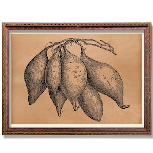 Puede incluir: Una impresión botánica vintage enmarcada que representa un grupo de batatas. La ilustración en tinta negra está sobre un fondo marrón claro, con sombreado detallado. El marco es de madera oscura con un borde decorativo.