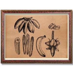 Vintage Banana Botanical Poster – Rustic Fruit Wall Decor – Antique Banana Plant Illustration – Kitchen Art Print – Tropical Home Decoration