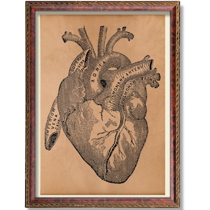 Impressão anatômica de coração – Ilustração médica vintage – Arte de parede de anatomia antiga – Pôster de diagrama de coração – Decoração de academia escura gótica