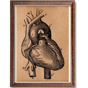 Anatomical Heart Print – Gothic Medical Wall Art, Dark Academia Decor, Human Heart Poster, Cardiology Gift, Science Illustration