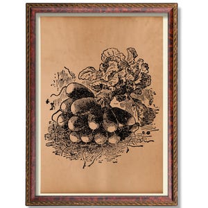 Könnte beinhalten: Gerahmter Vintage-Druck mit einer Schwarz-Weiß-Illustration eines Radieschenbündels mit Blättern. Das Kunstwerk befindet sich auf einem beigefarbenen Hintergrund und ist in einem dunklen Holzrahmen mit dekorativem Goldbesatz gefasst.
