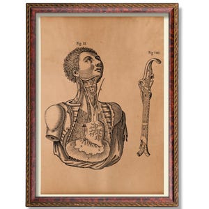 Human Body Anatomy Wall Art Antique Medical Illustration Vintage Full Body Chart Poster Rustic Scientific Decor Anatomical Decoration Print