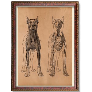 Dog Skeleton Anatomy Art Print – Veterinary Wall Art – Canine Anatomy Poster – Animal Medical Illustration – Dog Science Decor