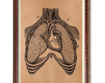 Anatomical Heart Print – Medical Wall Art – Human Heart Diagram – Anatomy Poster – Cardiology Gift – Gothic Science Decor – Biology Art