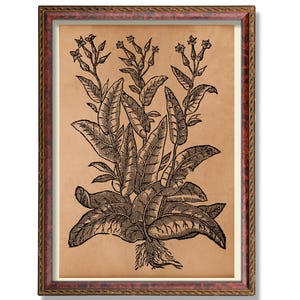 Tobacco Plant Botanical Poster – Antique Herb Illustration – Rustic Botanical Wall Art – Vintage Garden Decor – Heirloom Plant Decoration