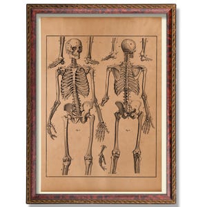 Human Skeleton Anatomy Poster – Antique Medical Illustration – Vintage Osteology Chart – Rustic Anatomical Wall Art Full Body Skeleton Decor