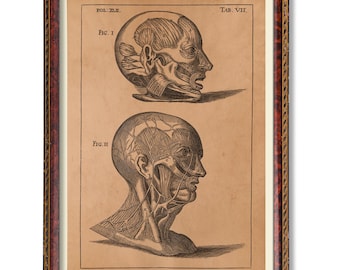Human Head Anatomy Illustration – Vintage Medical Wall Art | Antique Cranial Poster | Rustic Anatomical Head Decor for Study or Clinic