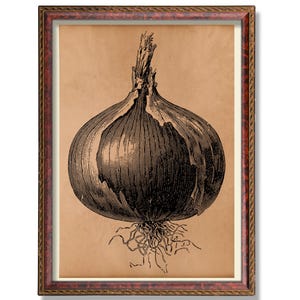 May include: A framed vintage botanical print featuring a detailed black and white illustration of an onion. The onion is depicted with its roots and stem, set against a tan background, and framed in a decorative brown frame.