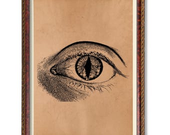 Eye Anatomy Print – Medical Wall Art – Eyeball Diagram – Anatomical Eye Poster – Optometry Office Decor – Ophthalmology Gift – Science Art