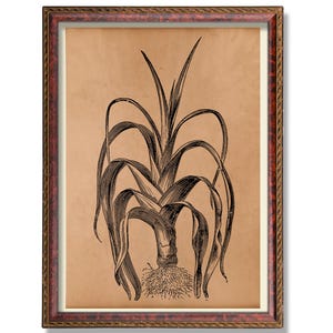 Illustration botanique de poireau - art mural végétal vintage, affiche de cuisine rustique, décoration de jardin antique, décoration de nourriture de ferme