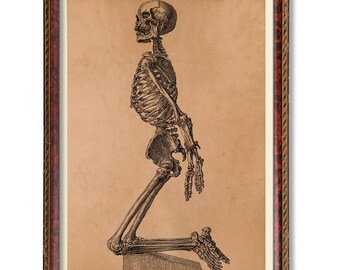 Anterior Skeleton Anatomy Print | Medical Wall Art Decor - Etsy Canada