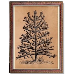 May include: A framed botanical print featuring a detailed black and white illustration of a tree. The artwork is set against a tan background and encased in a decorative frame with a reddish-brown finish.
