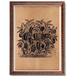 Botanisk affisch med rubinröd peppar, rustik arvegetarisk konst, antik trädgårdsillustration, vintage köksväggdekor, bondgårdspeppar