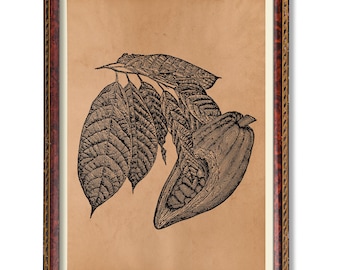 Póster botánico de grano de cacao, ilustración antigua de planta de cacao, arte rústico para pared de cocina, decoración vintage de chocolate, decoración botánica de granja