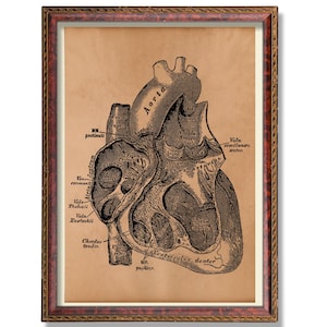 Anatomical Heart Wall Art Vintage Medical Illustration Rustic Anatomy Decor Antique Style Heart Poster for Doctor Office or Gothic Home