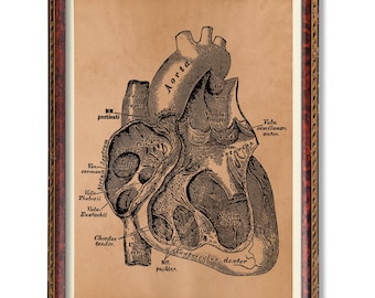 Anatomical Heart Wall Art Vintage Medical Illustration Rustic Anatomy Decor Antique Style Heart Poster for Doctor Office or Gothic Home