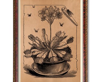 Venus Flytrap Botanical Art Antique Carnivorous Plant Illustration, Rustic Curiosity Decor, Vintage Science Poster, Gothic Garden Decoration