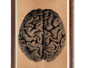 May include: A framed print featuring a detailed illustration of a human brain. The brain is rendered in shades of brown and tan, with intricate textures and folds. The frame is a dark wood with a decorative border, set against a neutral background.