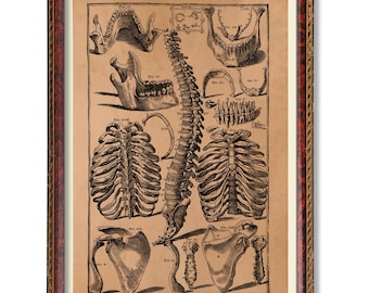 人体骨格解剖学 ヴィンテージ 1940 年代 高解像度デジタル画像 図 骨