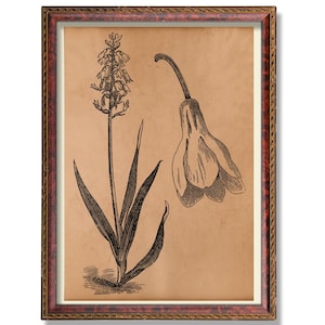 Vintage Orchidee - Botanische Illustration - Antikes Blumenwand-Poster, rustikale Orchideen-Blumen-Kunst, Cottagecore Natur Wohndekor