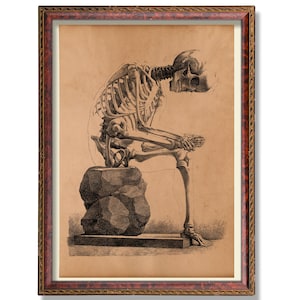 Human Skeleton Anatomy Poster Vintage Medical Wall Art Antique Bone Illustration Rustic Anatomical Decor Scientific Skeleton Decoration