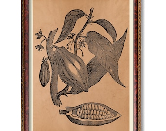 Arte de pared vintage con árbol de cacao, ilustración botánica antigua de planta de chocolate, decoración rústica para cocina, póster de vaina de cacao, decoración de pared de granja